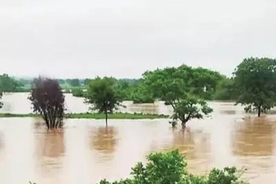 Hingoli Rain Update : हिंगोलीत पावसाचे थैमान 15 हजार हेक्टरवर शेतीचे नुकसान, शेकडो जनावरे मृत्यूमुखी