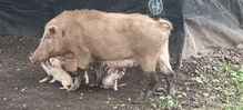 डुकरीण बनली हाडवैरी कुत्र्यांच्या पिल्लांची माता व्हिडीओने सगळेच अचंबित डुकरीण बनली हाडवैरी कुत्र्यांच्या पिल्लांची माता व्हिडीओने सगळेच अचंबित