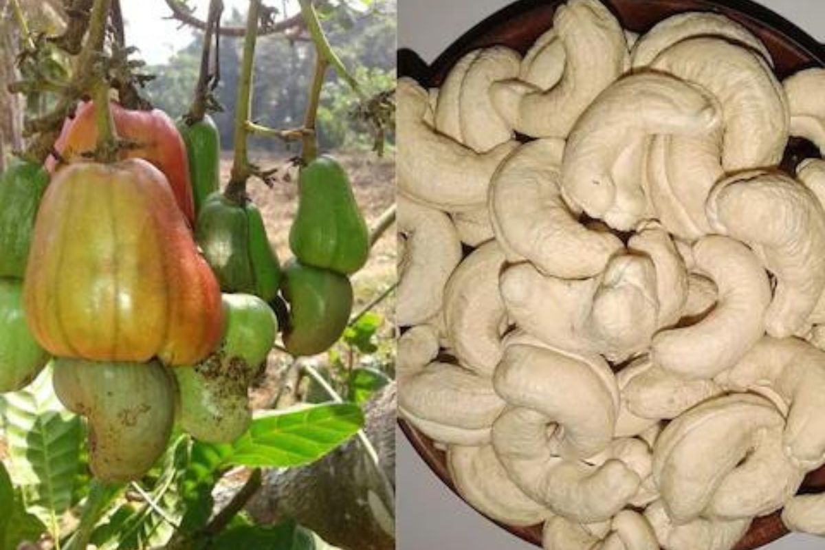 प्रतिकारशक्ती वाढवण्यासाठी कोरोना काळात भारतीयांनी खाल्ले 3 लाख टन काजू, मागणीमुळे आता दर वाढणार