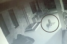 नाशकात घराबाहेरील श्वानावर बिबट्याचा हल्ला; घटना CCTV मध्ये कैद, Live Video नाशकात घराबाहेरील श्वानावर बिबट्याचा हल्ला; घटना CCTV मध्ये कैद, Live Video
