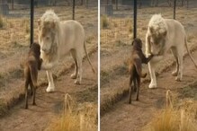 OMG! सिंहाने आधी श्वानाला किस केलं नंतर...; अनोख्या प्रेमाचा शेवट काय पाहा VIDEO OMG! सिंहाने आधी श्वानाला किस केलं नंतर...; अनोख्या प्रेमाचा शेवट काय पाहा VIDEO