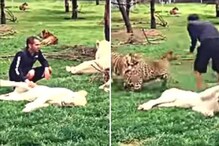 समोर सिंह-मागे बिबट्या, तरुणाला वाघाने वाचवलं; विश्वास बसत नाही तर पाहा VIDEO समोर सिंह-मागे बिबट्या, तरुणाला वाघाने वाचवलं; विश्वास बसत नाही तर पाहा VIDEO