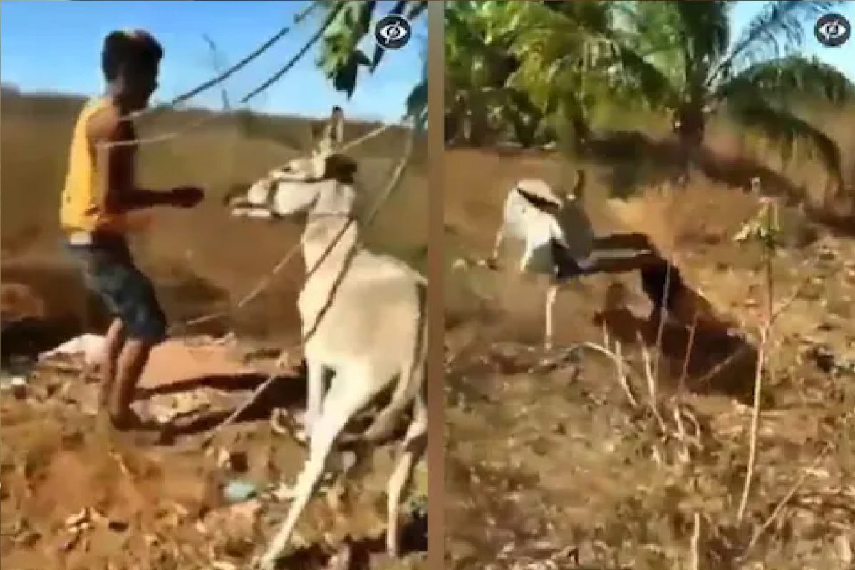 VIDEO - आधी निमूटपणे मार खाल्ला नंतर घेतला खतरनाक बदला; छळणाऱ्या तरुणाला गाढवाने दिली भयानक शिक्षा