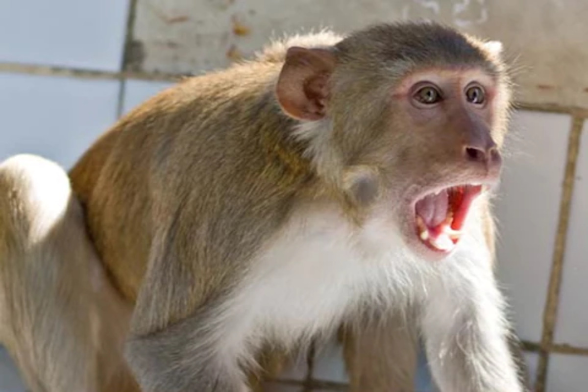 प्रातिनिधिक फोटो