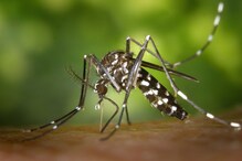 डेंग्यू-चिकुनगुनियाचा नायनाट होणार! प्रयोगशाळेत निर्मित मादी डास नरांना भुलवणार!