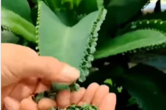 मूतखडा ते कॅन्सर, अनेक आजारांवर रामबाण उपाय; या वनस्पतीसाठी बियांचीही लागत नाही गरज