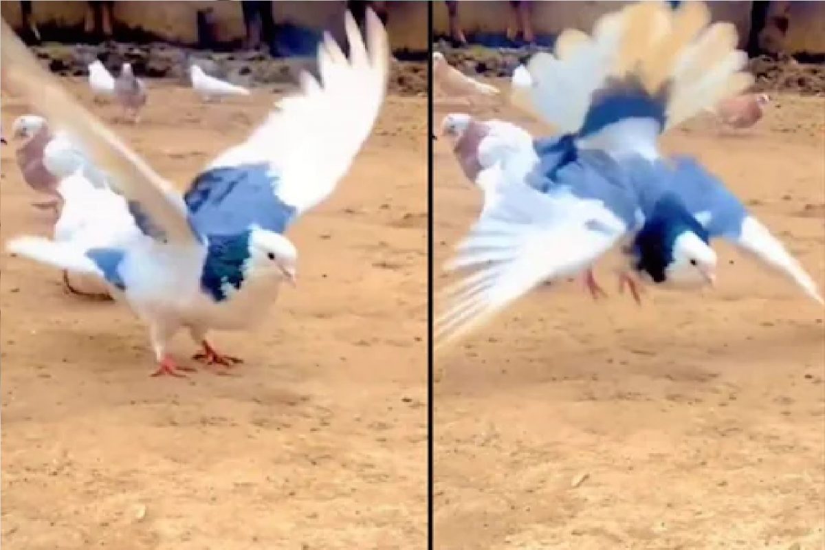 WOW! कबुतराचं कधीच पाहिलं नसेल असं रूप; अद्भुत टॅलेंट पाहून थक्क व्हाल; Watch Video