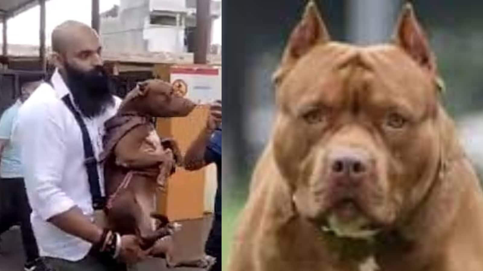 Pitbull that killed owner gets new parents Finally released after 14