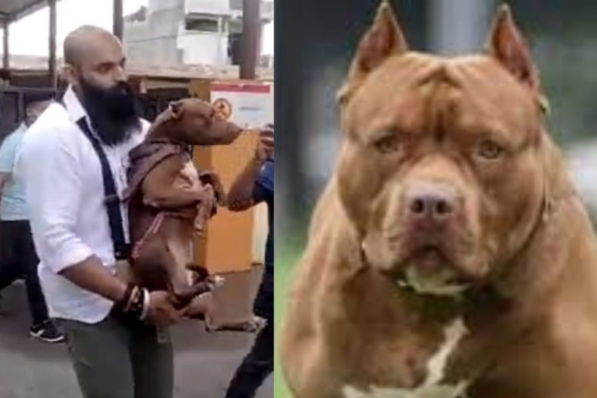 मालकिणीची हत्या करणाऱ्या पिटबुलला मिळाले नवे पालक; 14 दिवसानंतर अखेर सुटका