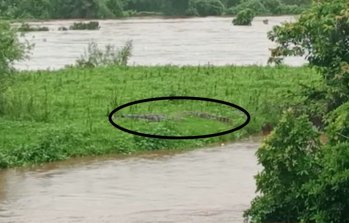 Ratnagiri Jagbudi River : मुसळधार पावसामुळे आले महाकाय संकट, रत्नागिरीकरांनो, काळजी घ्या, नदीच्या किनाऱ्यावर जाऊ नका!