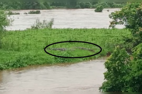 Ratnagiri Jagbudi River : मुसळधार पावसामुळे आले महाकाय संकट, रत्नागिरीकरांनो, काळजी घ्या, नदीच्या किनाऱ्यावर जाऊ नका!