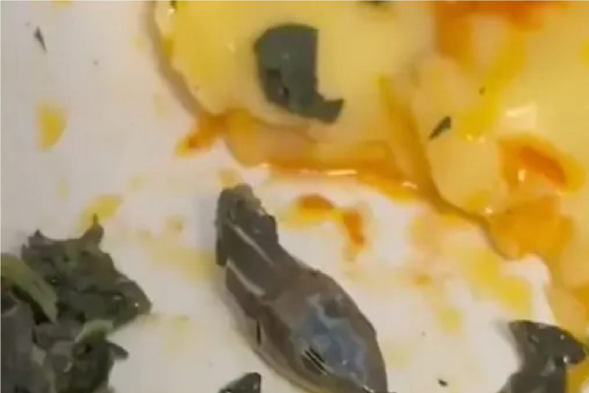 Snake in Flight Meal : विमानातील जेवणात 'साप'; एअर हॉस्टेसने काही घास खाल्ले आणि....; Shocking Video