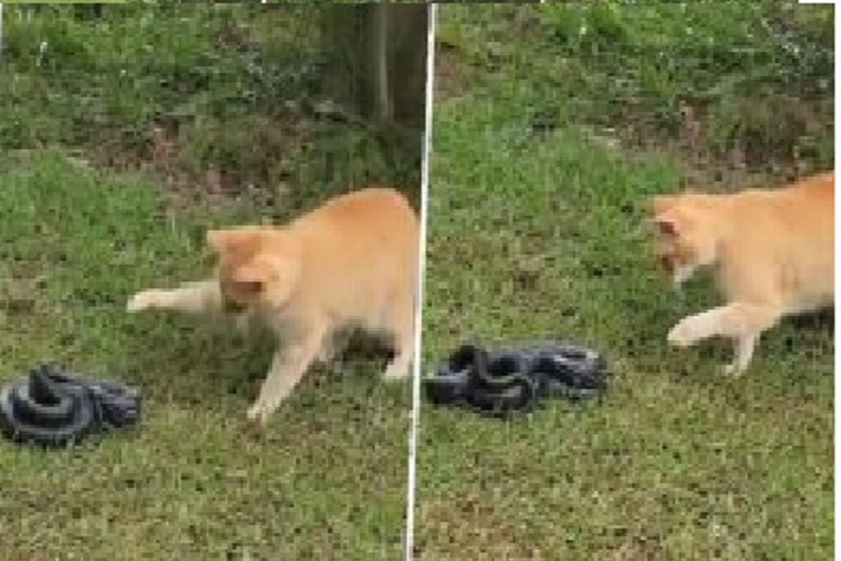 OMG! मांजरीची शिकार करायला आला खतरनाक साप, वाघाच्या मावशीने त्याचीच लावली वाट; Watch Video