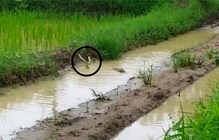 दोन नर साप मादी सापासाठी जिवावर उठल्याचा video पाहून म्हणाल… अरे हे काय दोन नर साप मादी सापासाठी जिवावर उठल्याचा video पाहून म्हणाल… अरे हे काय