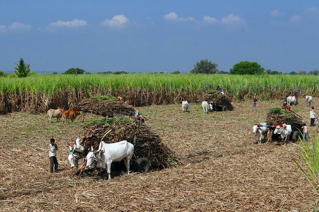 Sugarcane Production : आगामी हंगामात साखर उद्योगाला अच्छे दिन, साखर निर्यातीवर बंधनही नाही राहणार?
