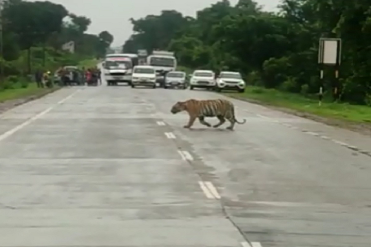 VIDEO: थांबा रे! वाघ जाणार अगोदर; मग असा हायवेवर रुबाबात बाहेर आला जंगलाचा राजा