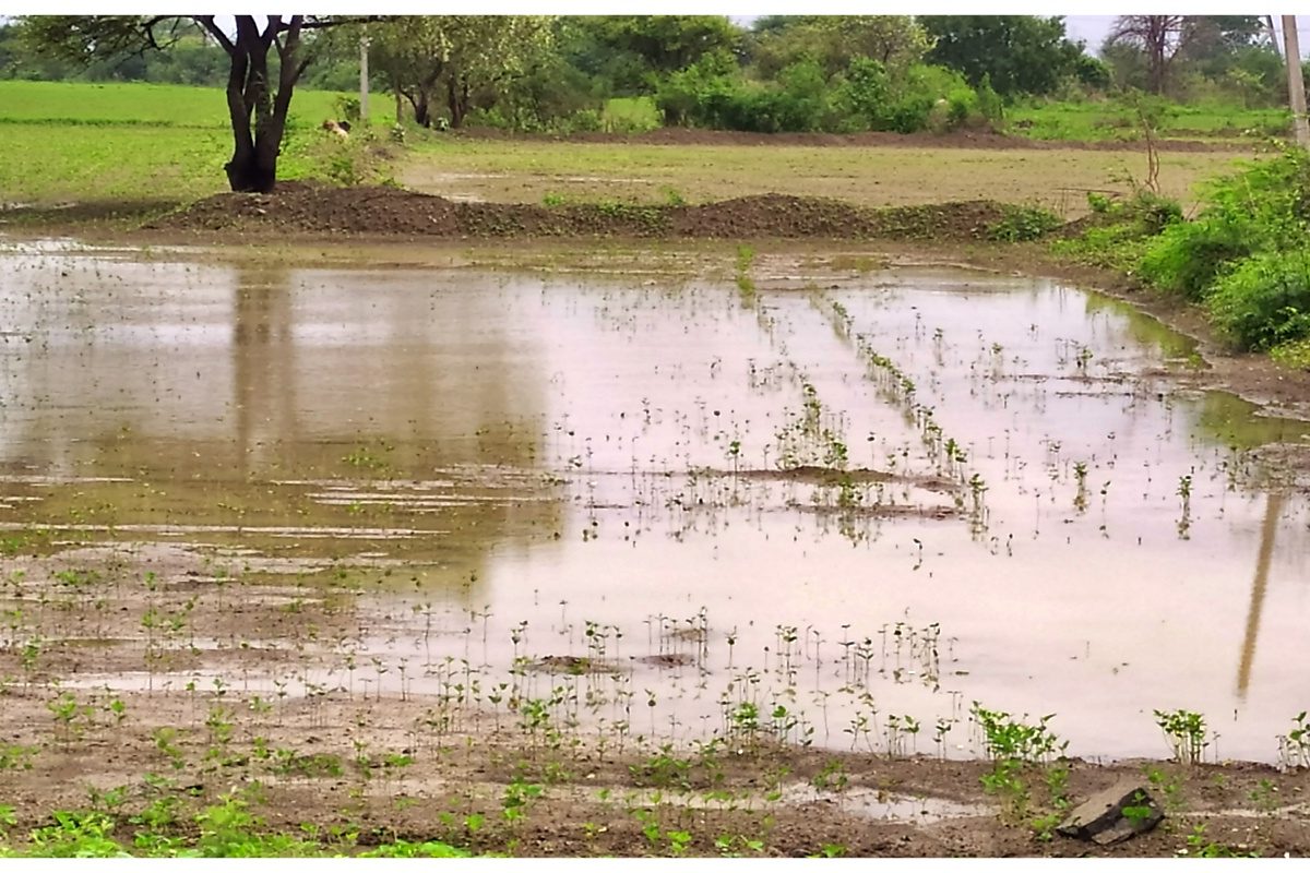 तिबार पेरणीचं संकट