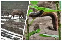 अतिवृष्टी, वाणी किडी, वन्यप्राण्यांमुळे पिके उद्ध्वस्त, आता पैसे कसे फेडायचे? अतिवृष्टी, वाणी किडी, वन्यप्राण्यांमुळे पिके उद्ध्वस्त, आता पैसे कसे फेडायचे?