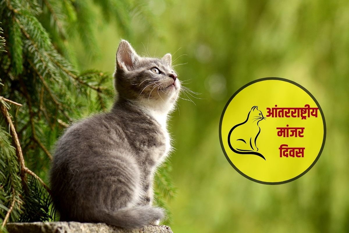 दरवर्षी 8 ऑगस्ट रोजी ‘आंतरराष्ट्रीय मांजर दिवस’ (International Cat Day) साजरा केला जातो. 