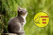 खूपच रंजक आहे ‘आंतरराष्ट्रीय मांजर दिना’चा इतिहास, जाणून व्हाल चकित खूपच रंजक आहे ‘आंतरराष्ट्रीय मांजर दिना’चा इतिहास, जाणून व्हाल चकित