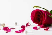 घरात प्रसन्न, सकारात्मक वातावरण राहील दररोज; गुलाब पाळळ्यांचा असा करा उपयोग