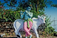 कामधेनु गाईची प्रतिमा घरात लावल्याने मिळतात अनेक फायदे; दिशा-नियम समजून घ्या कामधेनु गाईची प्रतिमा घरात लावल्याने मिळतात अनेक फायदे; दिशा-नियम समजून घ्या