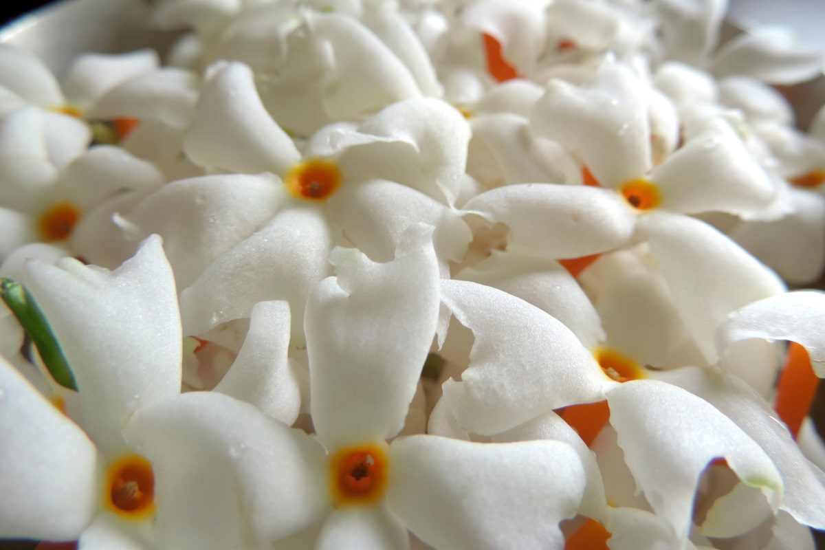 Vastu Tips : पारिजाताचे झाड लावल्याने मिळतात हे फायदे, दिशा मात्र चुकवू नका