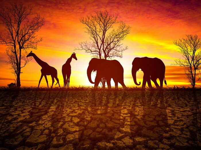 गेल्या काही दशकांपासून हवामान बदलाचे (Climate Change) गंभीर परिणाम दिसून येत आहेत. वाढते ग्लोबल वॉर्मिंग, प्रदीर्घ दुष्काळ, अति विध्वंसक पाऊस यासारख्या तीव्र हवामानाच्या घटना अधिक संख्येने होत आहेत. शास्त्रज्ञांचा असा विश्वास आहे की परिस्थिती आणखी बिकट होणार आहे. अशा परिस्थितीत इकोसिस्टम यावर काय प्रतिक्रिया देईल हा मोठा प्रश्न आहे. या प्रश्नाच्या आधारे, एका नवीन अभ्यासात, संशोधकांनी हे जाणून घेण्याचा प्रयत्न केला आहे की कोणते प्राणी हवामानातील बदलांना चांगल्या प्रकारे सामोरे जाऊन जगू शकतील. (प्रतिकात्मक फोटो: शटरस्टॉक)