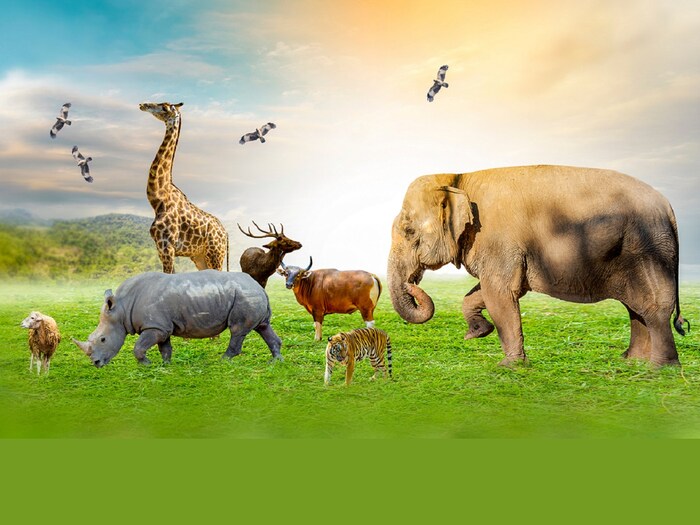 संशोधकांना असे आढळून आले की आफ्रिकन हत्ती (African Elephants), सायबेरियन वाघ (Siberian Tiger), चिंपांझी, वटवाघुळ, लामा, पांढरे गेंडे, अस्वल, अमेरिकन म्हैस इत्यादींवर तीव्र हवामानाच्या घटनांचा फारसा परिणाम होत नाही, तर अझारा गवतातील उंदीर, ऑलिव्ह ग्रास उंदीर, कॅनेडियन लेमिंग्स, आर्क्टिक कोल्हे, आर्क्टिक ग्राउंड गिलहरी इत्यादींवर तीव्र हवामानाचा दुष्परिणाम पाहायला मिळतो. (प्रतिकात्मक फोटो: शटरस्टॉक)