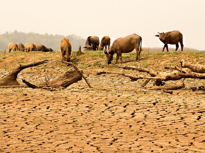 मोठे आणि दीर्घायुषी प्राणी (Animals) दीर्घ दुष्काळासारखी परिस्थिती हाताळण्यास अधिक सक्षम असतात. त्यांची जगण्याची, पुनरुत्पादन करण्याची आणि त्यांची पिल्ले वाढवण्याची क्षमता लहान आणि कमी आयुष्य असलेल्या प्राण्यांप्रमाणे प्रभावित होत नाही. मोठे प्राणी केवळ एका पिल्लामध्ये आपली शक्ती खर्च करतात किंवा जेव्हा प्रतिकूल परिस्थिती उद्भवते तेव्हा चांगल्या वेळेची वाट पाहत असतात. (प्रतिकात्मक फोटो: शटरस्टॉक)