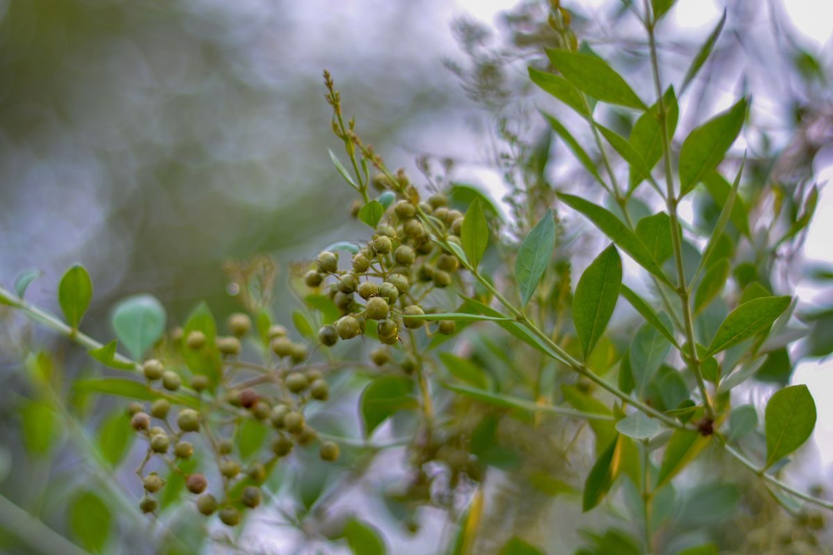 Vastu Tips : घरात मेहंदीचे रोप लावणे शुभ की अशुभ, असे आहे वास्तुशास्त्राचे नियम