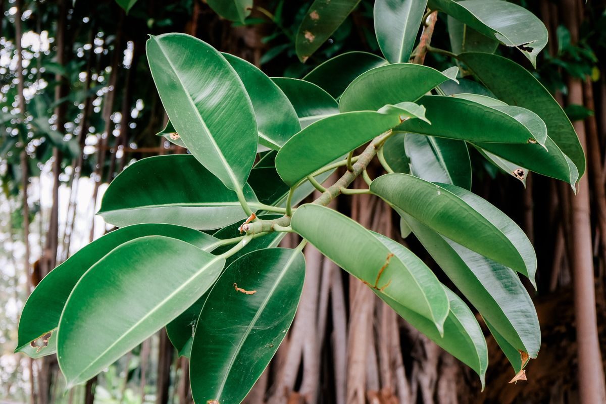 Banyan Tree: म्हणून वडाच्या झाडाला आहे धार्मिक महत्त्व, पूजा केल्याने होतात असे फायदे