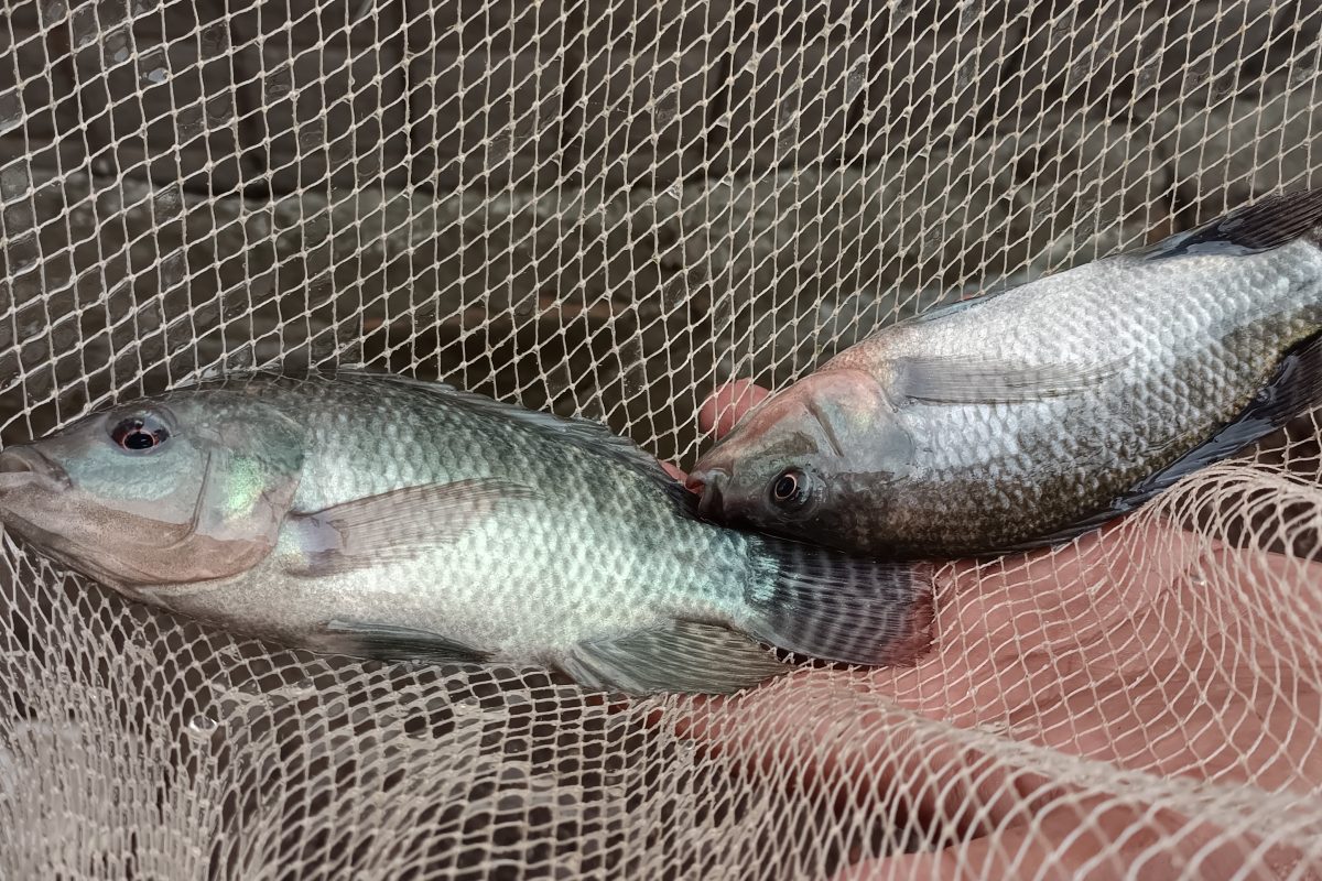 Nashik : नाशिकच्या शेतकऱ्यानं राबवला इस्रायलचा पॅटर्न; होतीय लाखोंची कमाई, पाहा VIDEO