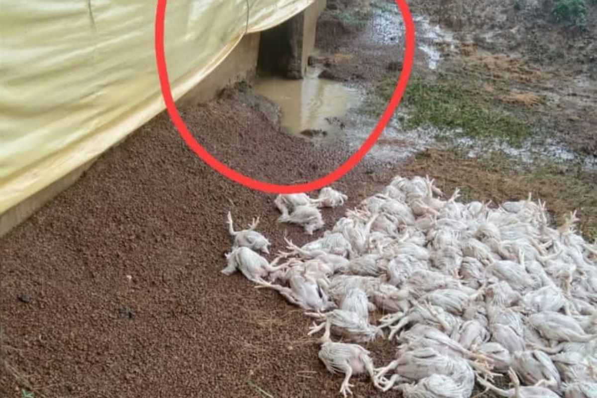 भंडारा जिल्ह्यामध्ये पावसाने धुमशान घातले आहे. अतिवृष्टीमुळे शेतकऱ्यांचे अतोनात नुकसान झाले आहे.