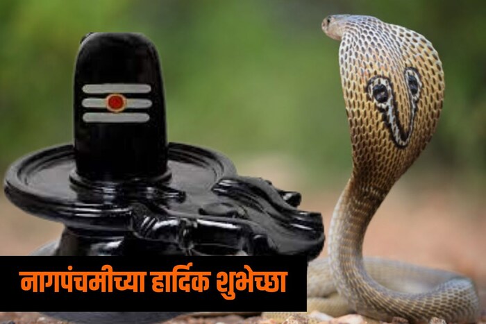 नागपंचमीच्या दिवशी सापांची, खासकरून नागांची पूजा करण्याची प्रथा आहे.