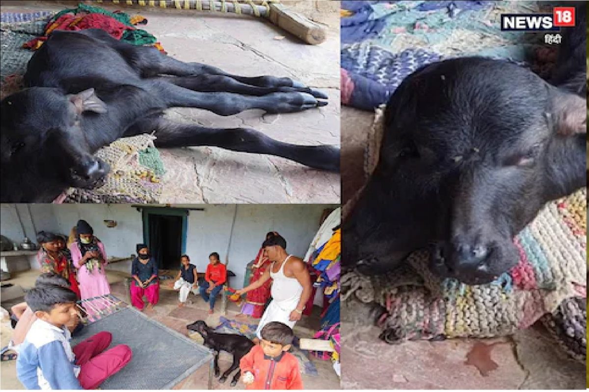 आश्चर्य! म्हशीच्या पोटी जन्माला आलं 4 डोळ्यांचं रेडकू; विचित्र पिल्लाला पाहून डॉक्टर म्हणाले, 'असे प्राणी...'
