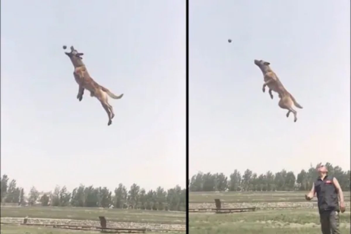 Video : कुत्रा आहे की रॉकेट? बॉल पकडण्यासाठी मारलेली हाय-जम्प पाहून भले-भले चक्रावले!