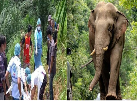 पाळीव हत्तीच्या हल्ल्यात मालकाचा जीव गेला.