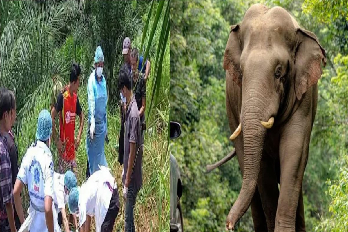 पाळीव हत्तीच्या हल्ल्यात मालकाचा जीव गेला.