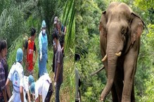 Shocking! उन्हात काम करून तापला हत्ती; रागात मालकाला सुळांनी चिरलं, केले 2 भाग