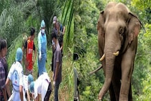 Shocking! उन्हात काम करून तापला हत्ती; रागात मालकाला सुळांनी चिरलं, केले 2 भाग Shocking! उन्हात काम करून तापला हत्ती; रागात मालकाला सुळांनी चिरलं, केले 2 भाग