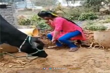 म्हशीसमोर ठुमके पडले भारी; डान्स करणाऱ्या तरुणीसोबत काय घडलं तुम्हीच पाहा VIDEO म्हशीसमोर ठुमके पडले भारी; डान्स करणाऱ्या तरुणीसोबत काय घडलं तुम्हीच पाहा VIDEO