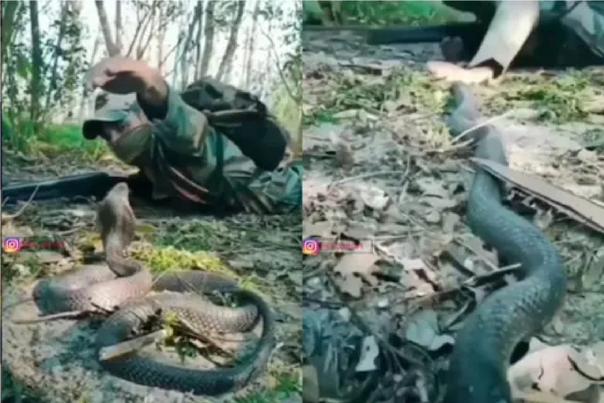 जंगलात जवानासमोर अचानक आला किंग कोब्रा.