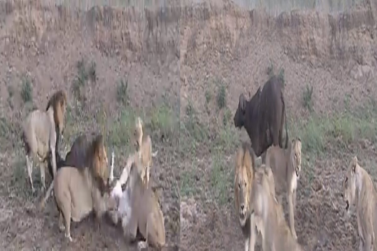 म्हशीसाठी सिंहांमध्येच जुंपली.