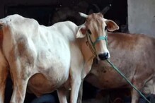 जनावरांना गोमूत्र पाजल्याने 'लम्पी' संसर्ग बरा होतो, नागपूरच्या संशोधकांचा दावा