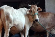 जनावरांना गोमूत्र पाजल्याने 'लम्पी' संसर्ग बरा होतो, नागपूरच्या संशोधकांचा दावा जनावरांना गोमूत्र पाजल्याने 'लम्पी' संसर्ग बरा होतो, नागपूरच्या संशोधकांचा दावा