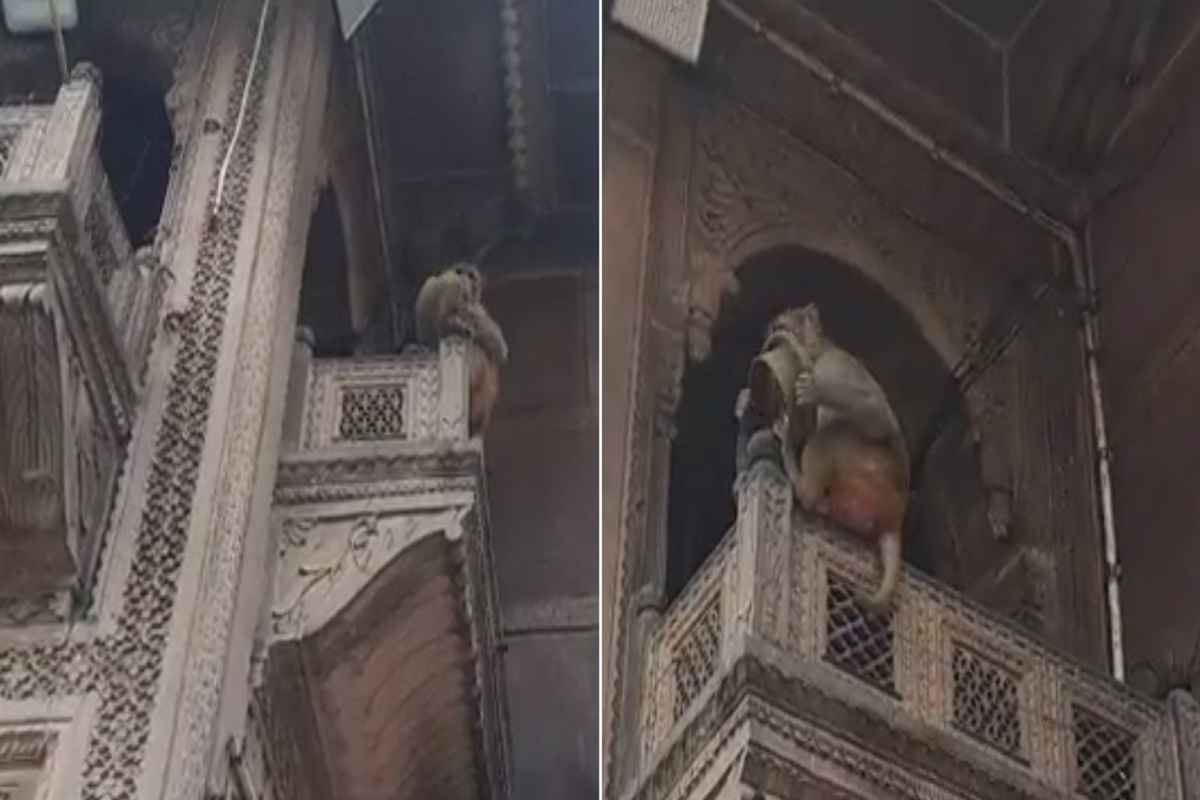 VIRAL VIDEO : गोष्टीतील टोपीवाल्यापर्यंत ठीक आहे, पण खऱ्या आयुष्यात माकडाने पळवली पोलिसाची टोपी, मग काय झालं आपण विचारसुद्धा करू शकत नाही