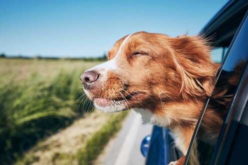 Pet Care Tips: प्रवासादरम्यान पाळीव प्राण्यांनाही सोबत घ्यायचंय? ‘या’ मार्गांचा करा वापर Pet Care Tips: प्रवासादरम्यान पाळीव प्राण्यांनाही सोबत घ्यायचंय? ‘या’ मार्गांचा करा वापर