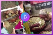 बाबो! व्यक्तीच्या अंगात येतो महिषासुर, खातो लाकडाचा भुस्सा अन् चारा;पाहा Video बाबो! व्यक्तीच्या अंगात येतो महिषासुर, खातो लाकडाचा भुस्सा अन् चारा;पाहा Video