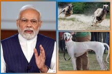 मराठमोळ्या श्वानांवर मोदींच्या सुरक्षेची जबाबदारी;मुधोळ हाऊंड लवकरच होणार तैनात मराठमोळ्या श्वानांवर मोदींच्या सुरक्षेची जबाबदारी;मुधोळ हाऊंड लवकरच होणार तैनात